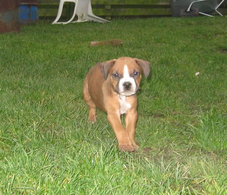 Hvalpe Rottweiler/Amerikansk staffordshire terrier billede 20