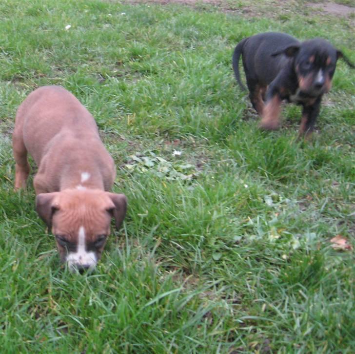 Hvalpe Rottweiler/Amerikansk staffordshire terrier billede 21