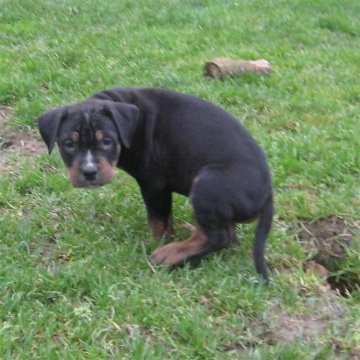 Hvalpe Rottweiler/Amerikansk staffordshire terrier billede 22