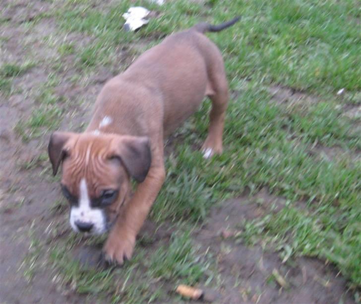 Hvalpe Rottweiler/Amerikansk staffordshire terrier billede 23