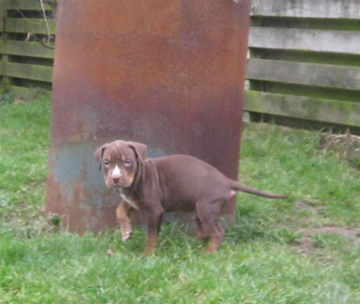 Hvalpe Rottweiler/Amerikansk staffordshire terrier billede 24