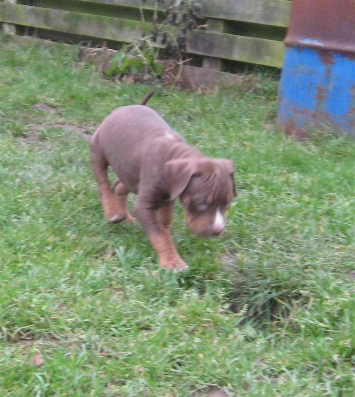 Hvalpe Rottweiler/Amerikansk staffordshire terrier billede 25