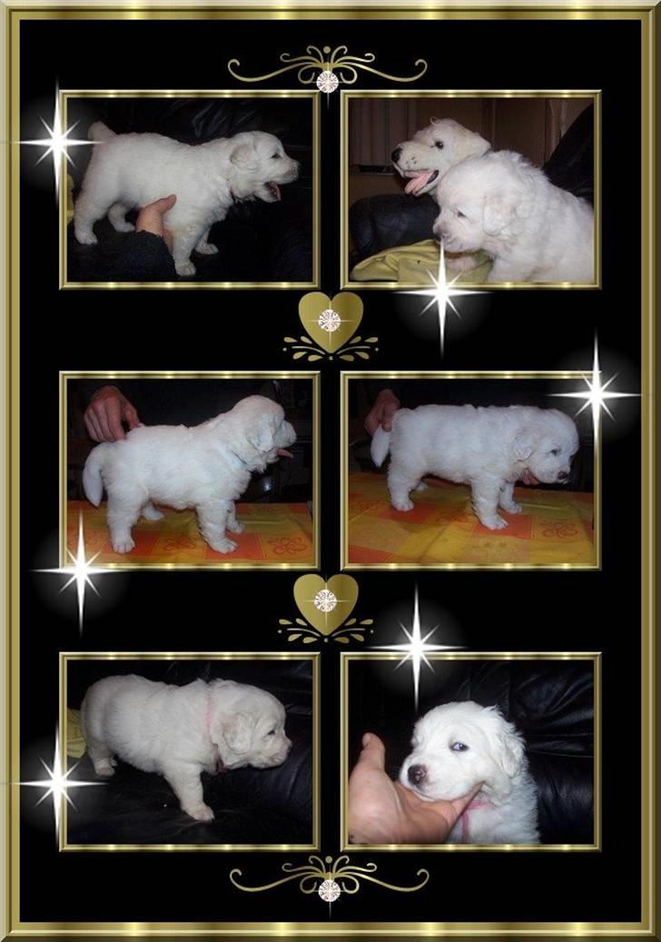 Diverse tegninger og collager... - Hvalpebillede af et af min hollandske opdrætters kuld 2006 billede 16