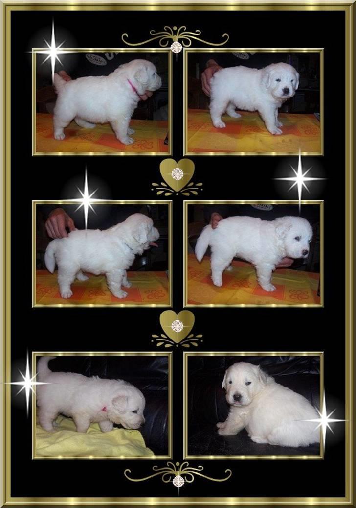 Diverse tegninger og collager... - Flere hvalpebilleder billede 17