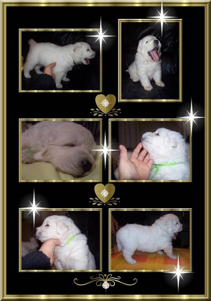 Diverse tegninger og collager... - Endnu en collage lavet af Marianne Sonne billede 18