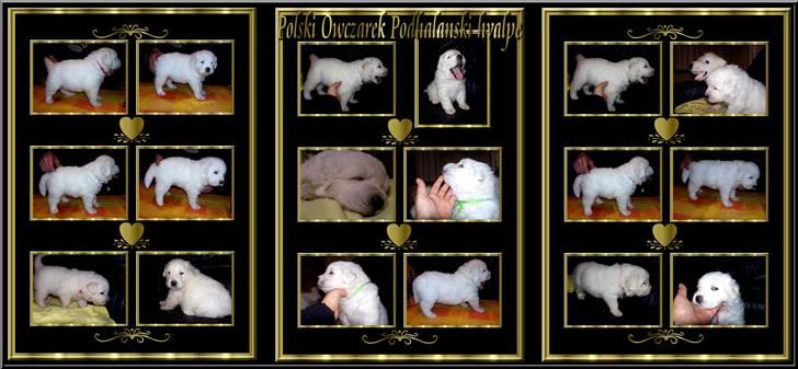 Diverse tegninger og collager... - Her er de sat sammen til en fælles collage billede 19