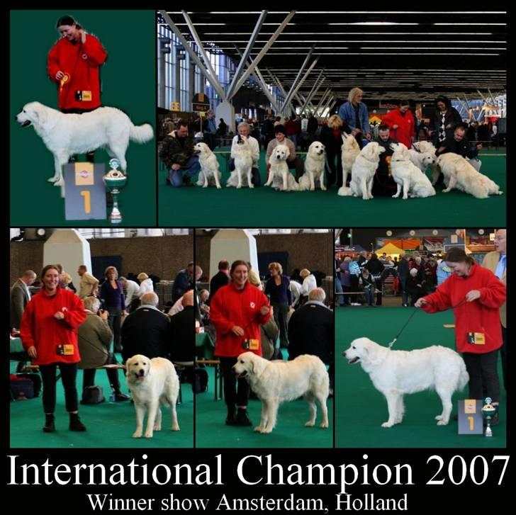 Diverse tegninger og collager... - Collage fra Holland da Athene blev international Champion 25 November 2007 - MS billede 34