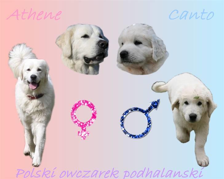 Diverse tegninger og collager... - Collage lavet af Fie mine skønne hunde Athene og Canto billede 36