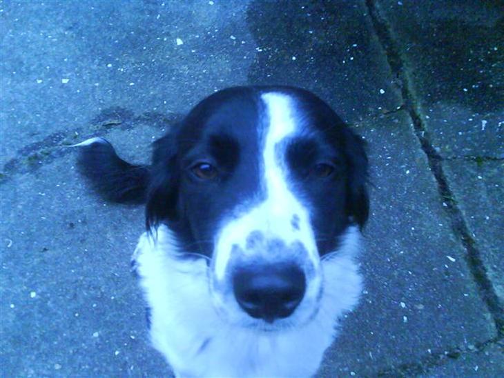 {{currentPhoto.altText}} billede {{currentPhoto.number}}