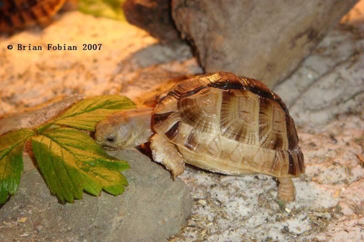 Mine krybdyr - Ægyptisk Landskildpadde / Testudo kleinmanni billede 6