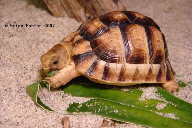 Mine krybdyr - Ægyptisk Landskildpadde billede 7