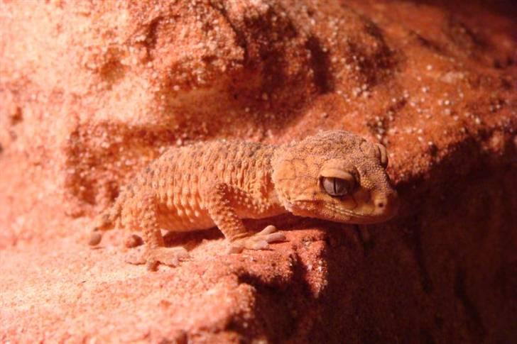 Mine krybdyr billede 8