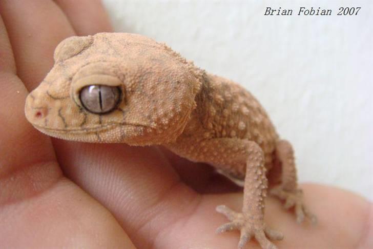 Mine krybdyr billede 9