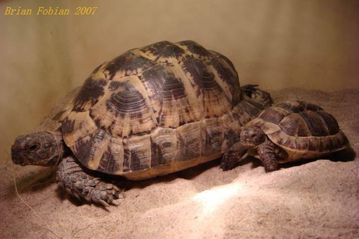 Mine krybdyr - Mauriske Landskildpadder / Testudo graeca billede 5