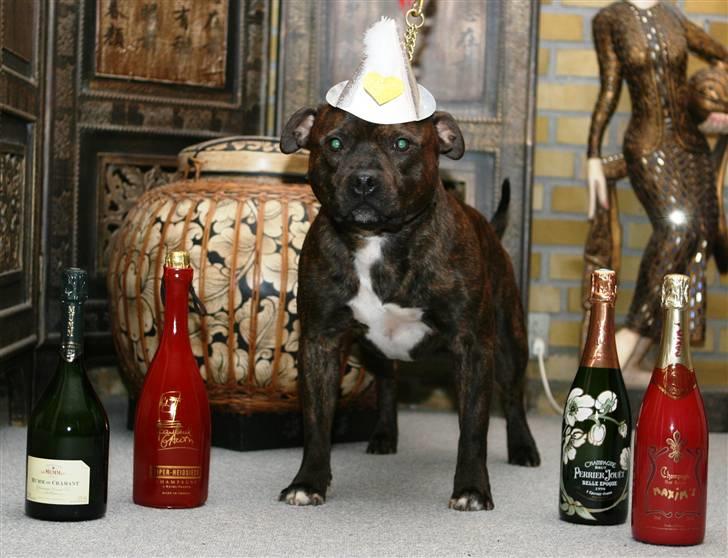 Devil og Nasty - Devil ønsker alle et super NYTÅR !!! billede 5