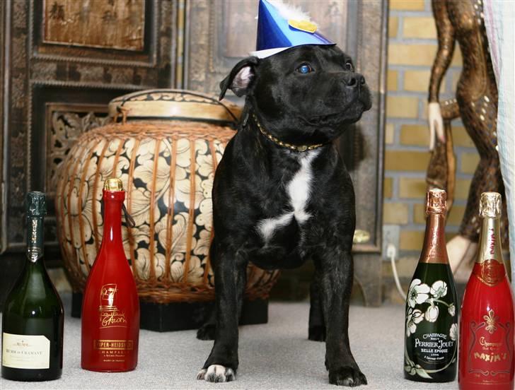 Devil og Nasty - Nasty ønsker godt NYTÅR !!! billede 6