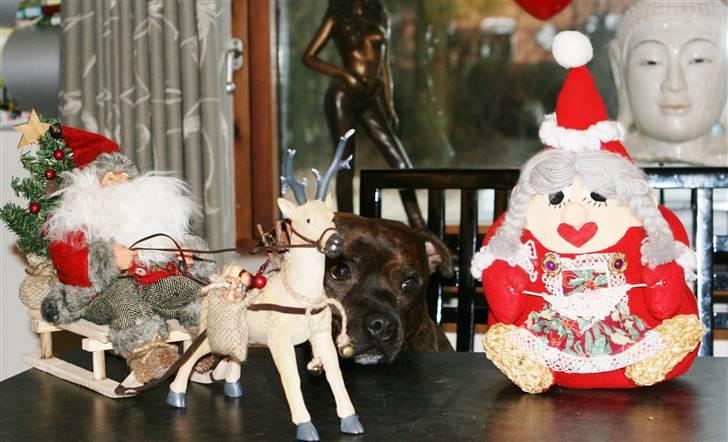 Devil og Nasty - Glædelig Jul 2007 fra Devil billede 7