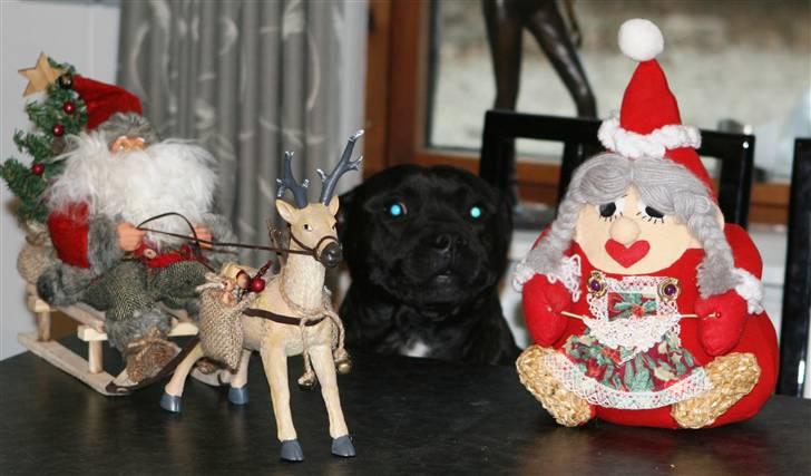 Devil og Nasty - Nasty ønsker Glædelig Jul 2007 billede 8