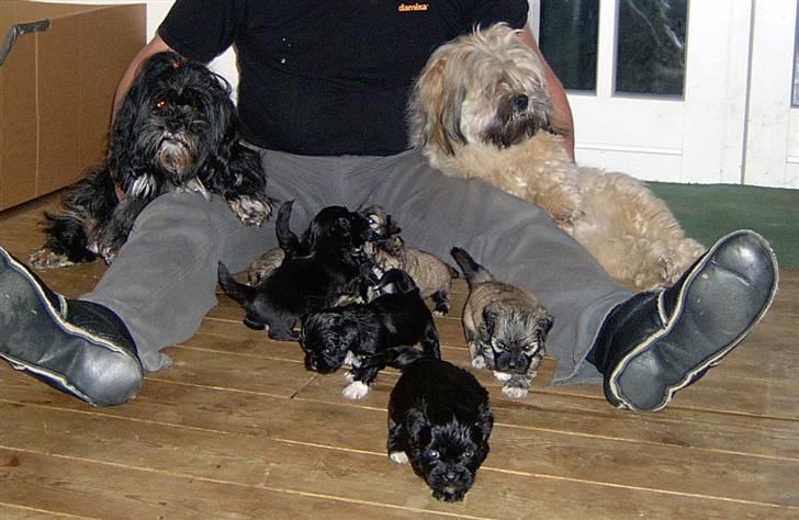 Lhasa Apso hvalpe - Ja, vi prøvede på at få et famillie billede:-)
Skulle huske at skrive at det ikke var nemt:-) billede 1
