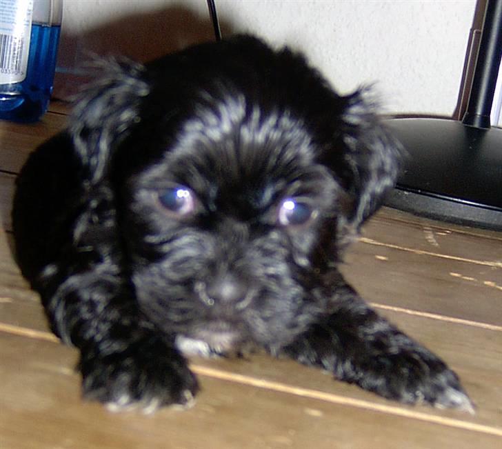 Lhasa Apso hvalpe billede 6