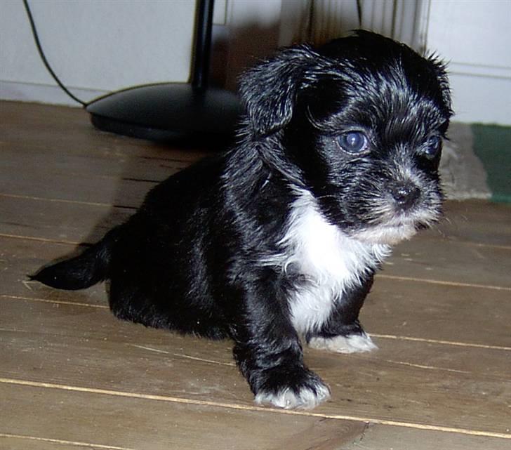 Lhasa Apso hvalpe billede 7