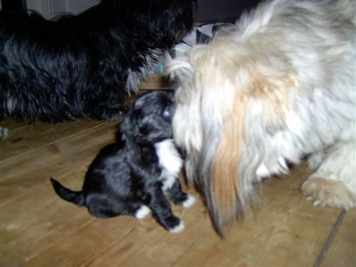 Lhasa Apso hvalpe - Far & Søn billede 8