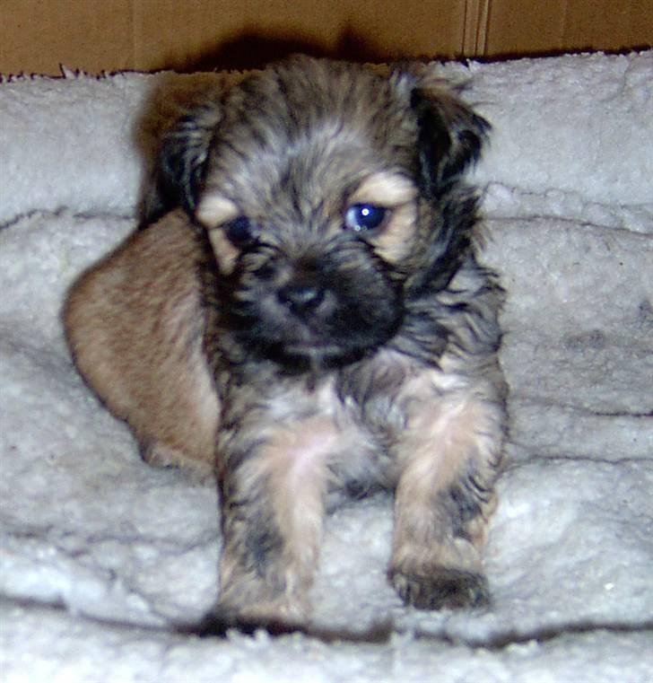 Lhasa Apso hvalpe billede 2