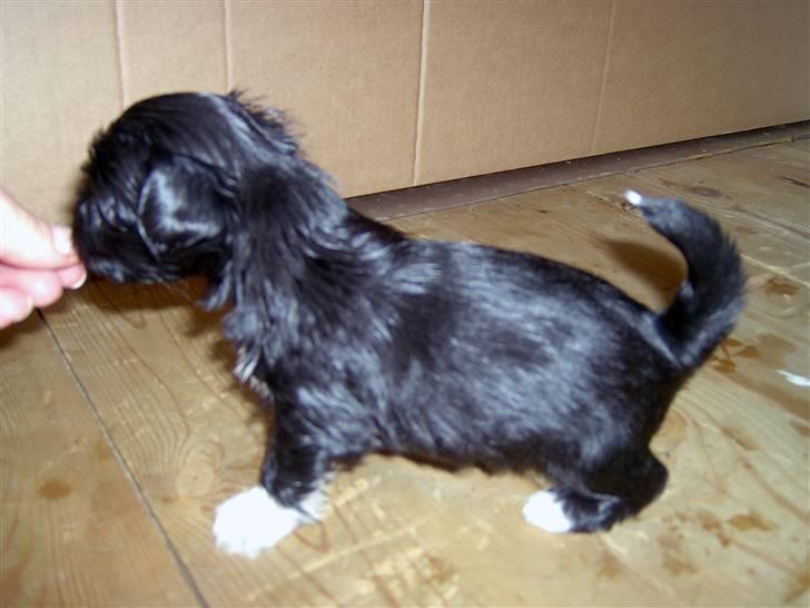 Lhasa Apso hvalpe billede 9