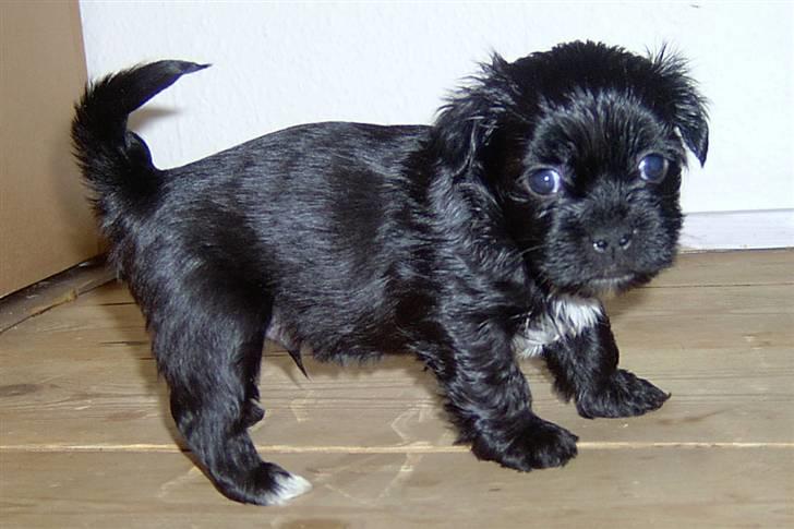 Lhasa Apso hvalpe billede 10