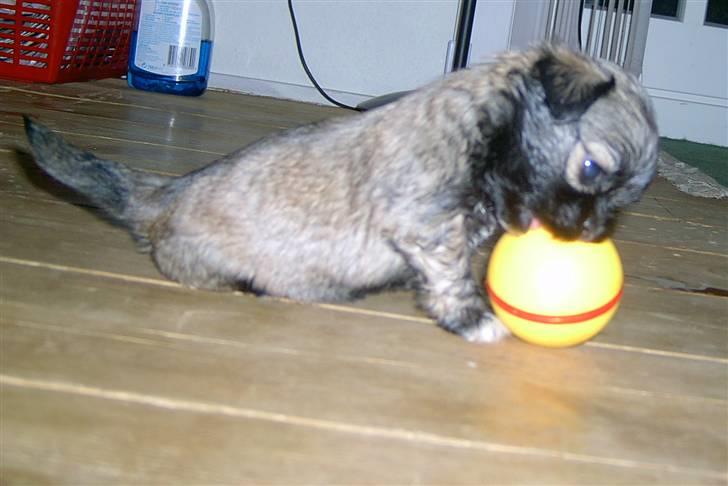 Lhasa Apso hvalpe billede 11