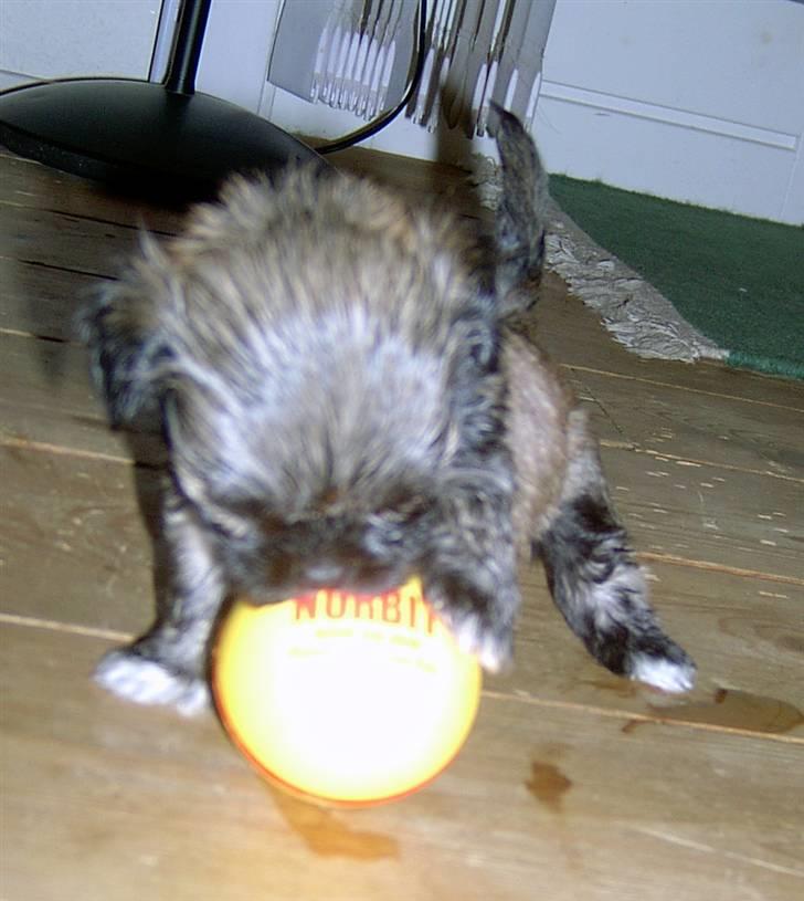 Lhasa Apso hvalpe billede 3