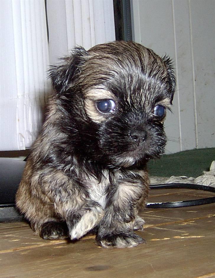 Lhasa Apso hvalpe billede 4