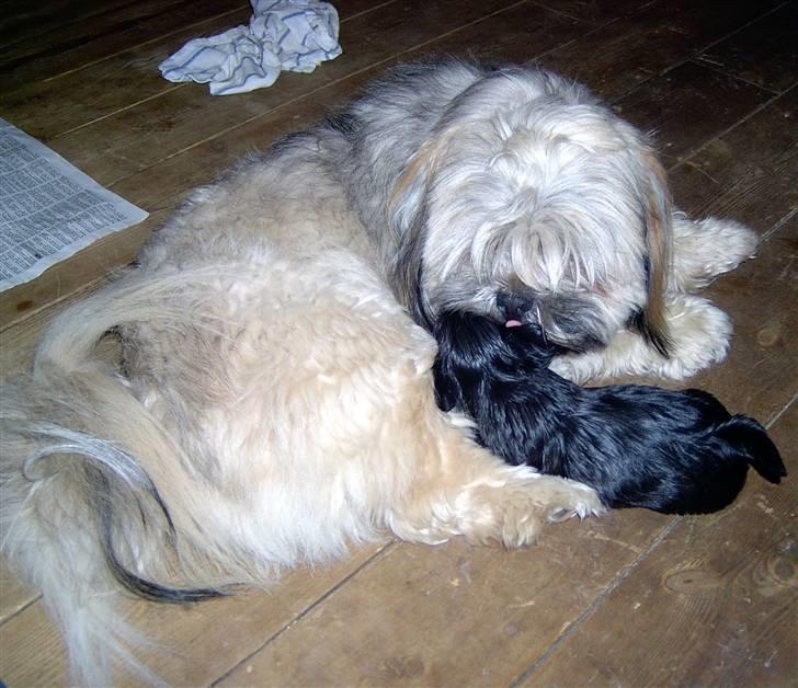 Lhasa Apso hvalpe - Far & Søn billede 5