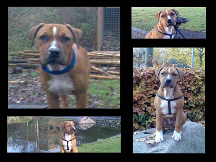 {{currentPhoto.altText}} billede {{currentPhoto.number}}