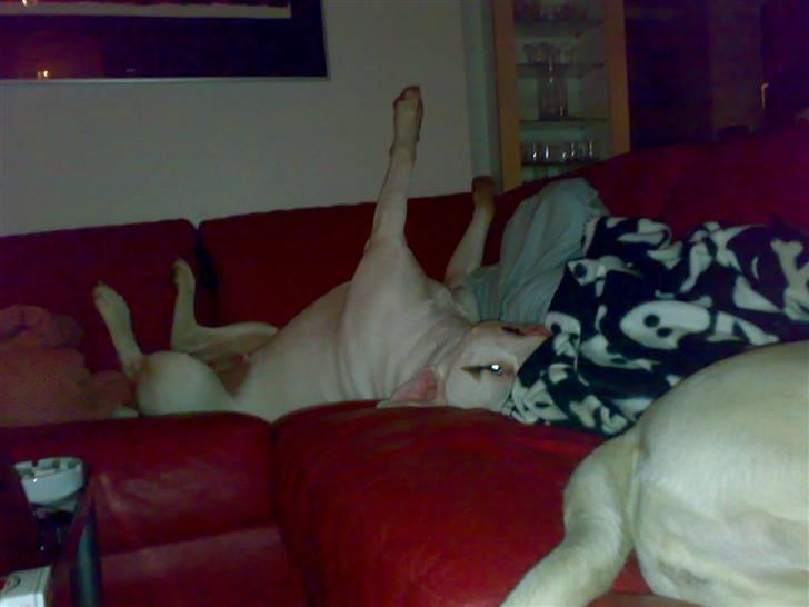 Mærkelige stillinger billede 6