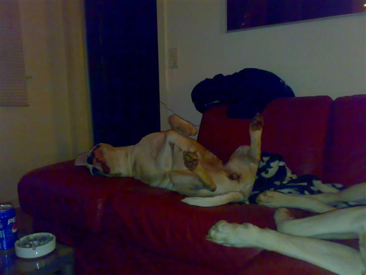 Mærkelige stillinger billede 9