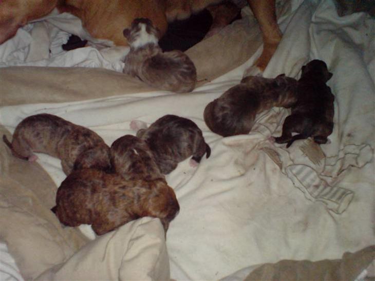 {{currentPhoto.altText}} billede {{currentPhoto.number}}