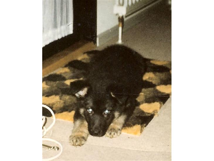 {{currentPhoto.altText}} billede {{currentPhoto.number}}