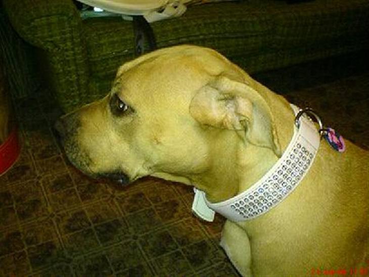 {{currentPhoto.altText}} billede {{currentPhoto.number}}