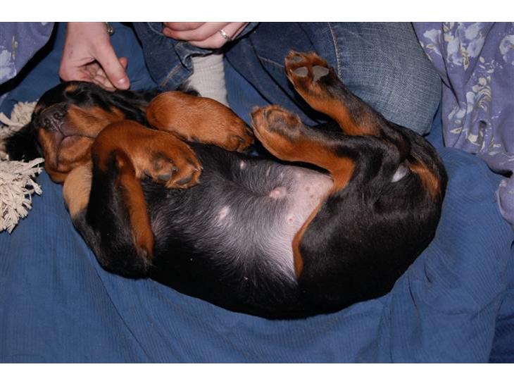 {{currentPhoto.altText}} billede {{currentPhoto.number}}