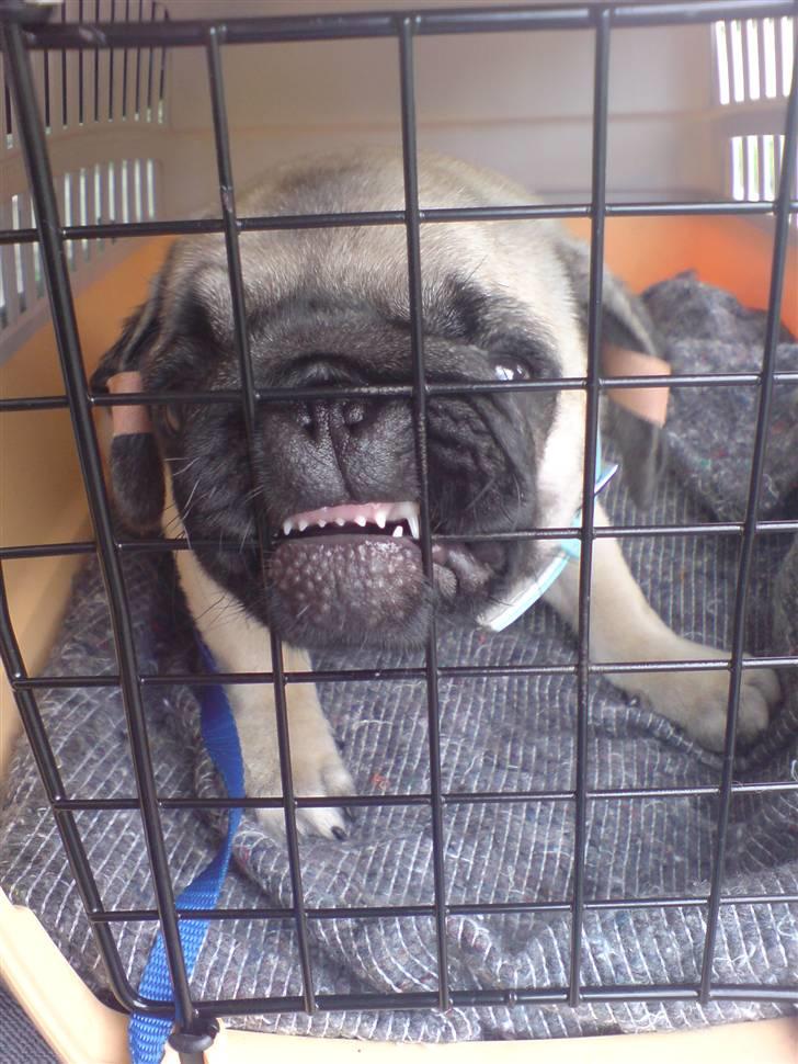 Verdens FARLIGSTE hunderace - Grrrrrrr billede 1