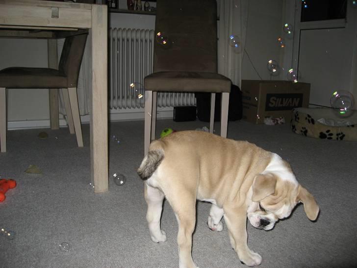 Bertha leger med sæbebobler Engelsk bulldog Bertha billede 10
