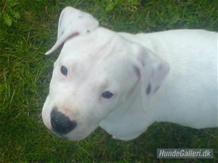 {{currentPhoto.altText}} billede {{currentPhoto.number}}