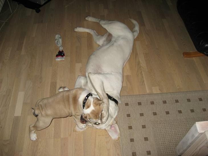 {{currentPhoto.altText}} billede {{currentPhoto.number}}