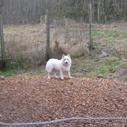 Muggi´s far og mor...