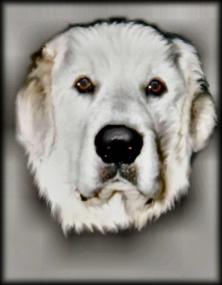 Diverse tegninger og collager... - Tatrakennel Amazing - Argos billede 4