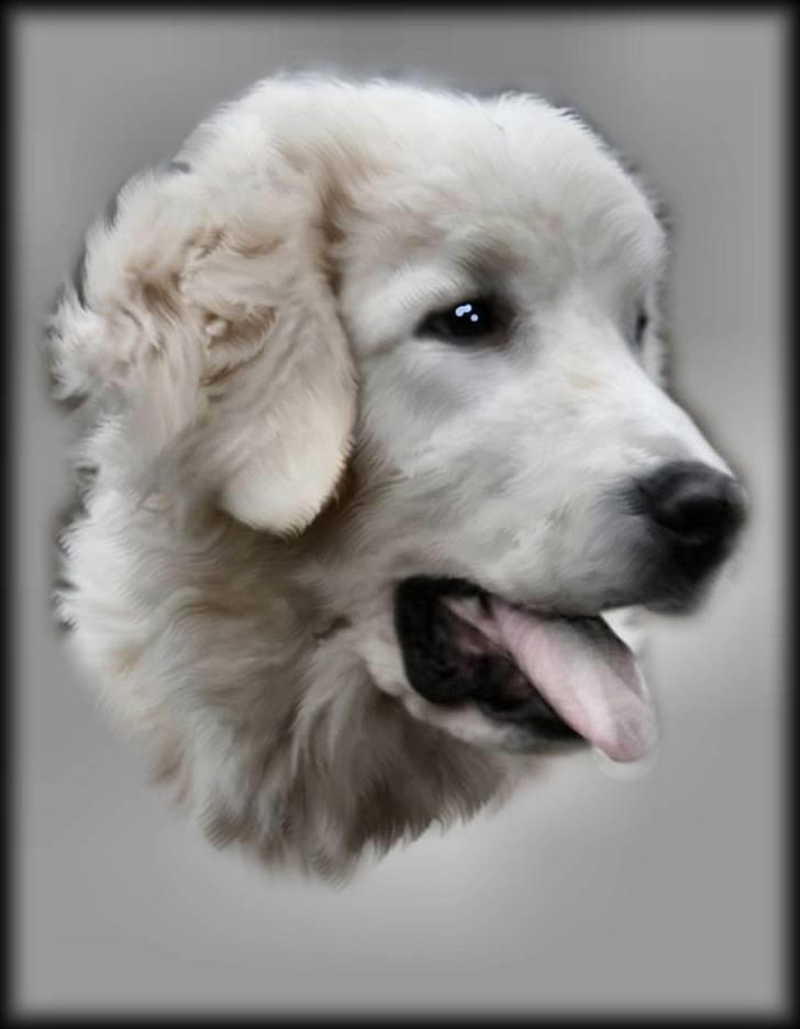 Diverse tegninger og collager... - Ny tablettegning lavet af Marianne Sonne - min lille Canto... billede 6