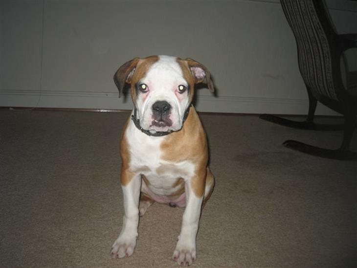 {{currentPhoto.altText}} billede {{currentPhoto.number}}