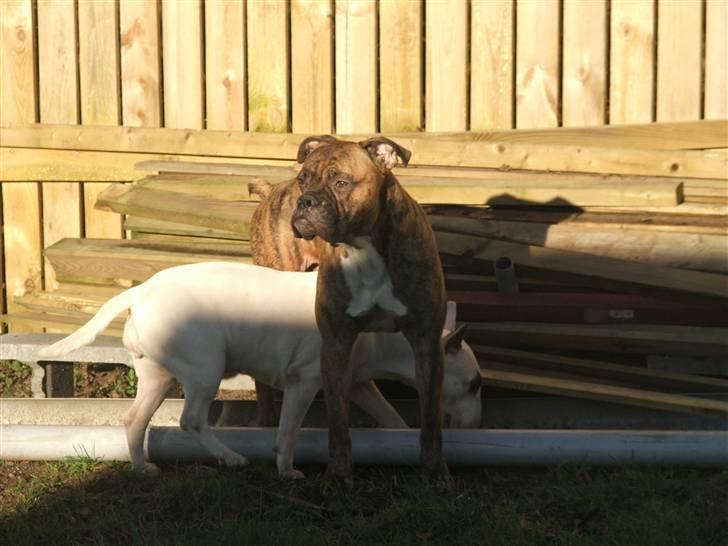 "Grimme" hunde... Eller Sjove om du vil...  billede 36