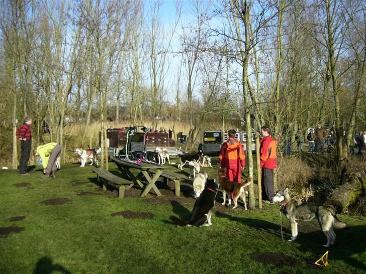 Den 10.02.08: Slædehundedag i Odense Zoo - Hundene var samlet på frokostpladsen i Zoo billede 1